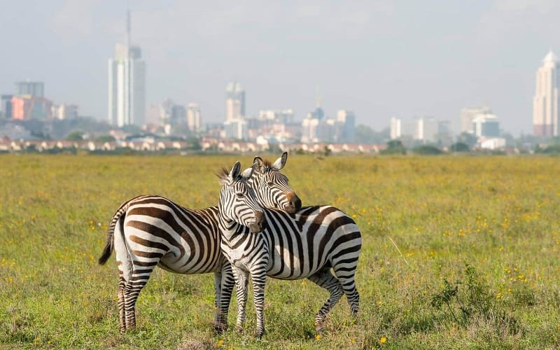 Nairobi National Park 01