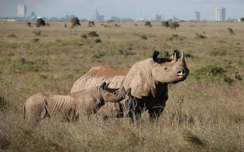 Nairobi National Park 03