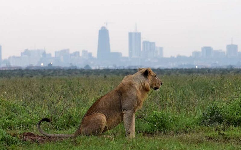 Nairobi National Park 04