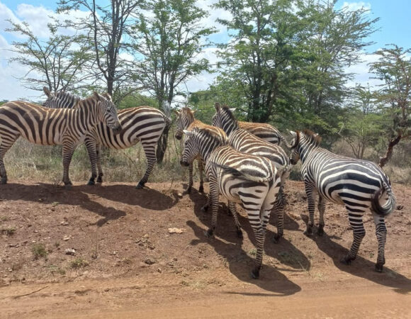 Amboseli Game Reserve